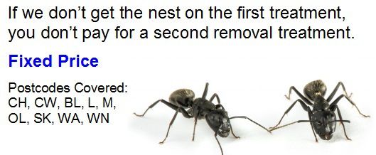 Ant nest removal price