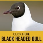 black-gull-thumbnail copy