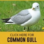 common-gull-thumbnail