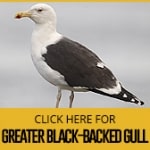 greater-black-backed-gull