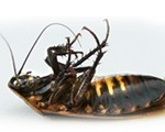 pest control cockroach