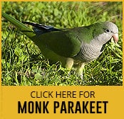 monk parakeet