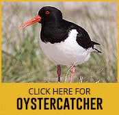 oystercatcher