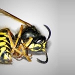 Gathurst Wasp Nest Removal