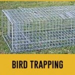 bird trapping