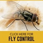 fly control