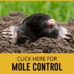 mole control