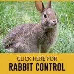 rabbit control