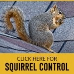 squirrel control