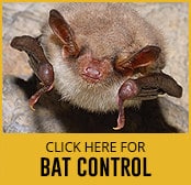 bat-thumbnail