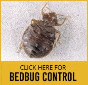 bedbug-thumbnail