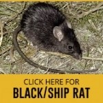Black Rat