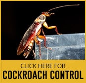 cockroach-thumbnail