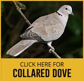 collared-dove-thumbnail