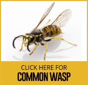 common-wasp-thumbnail