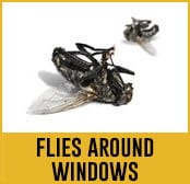 flies around windows