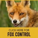 fox control