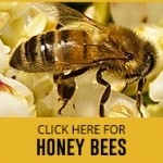 honey bee control