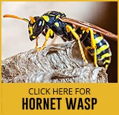 hornet-wasp-thumbnail