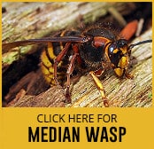 median-wasp-thumbnail