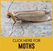 moths-thumbnail