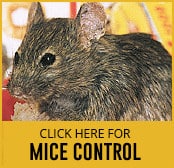 mouse Control