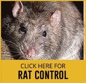 rat control