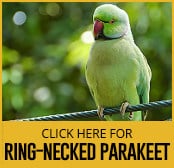 ring-necked-parakeet-thumbnail