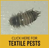 textile-pests-thumbnail