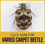 varied-carpet-beetle-thumbnail