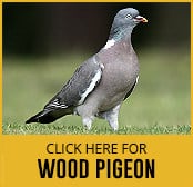 wood-pigeon-thumbnail
