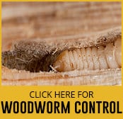 woodworm-thumbnail