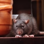 Wingates mice & rat control