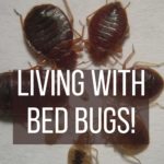 Whalley Range Bed Bugs removal